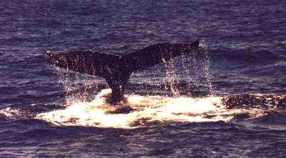Whale Sighting in the Gulf of Maine
